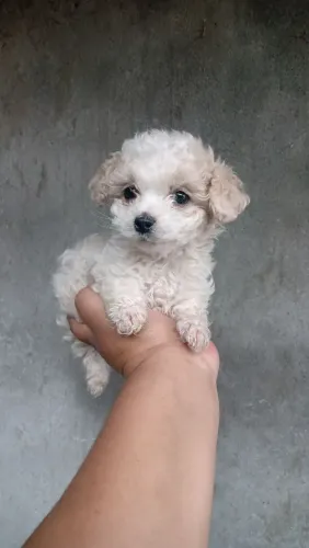 Poodle fêmea micro toy 