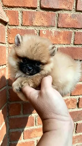 Minúsculo anão lulu da pomerãnia com pedigree CBKC incluso