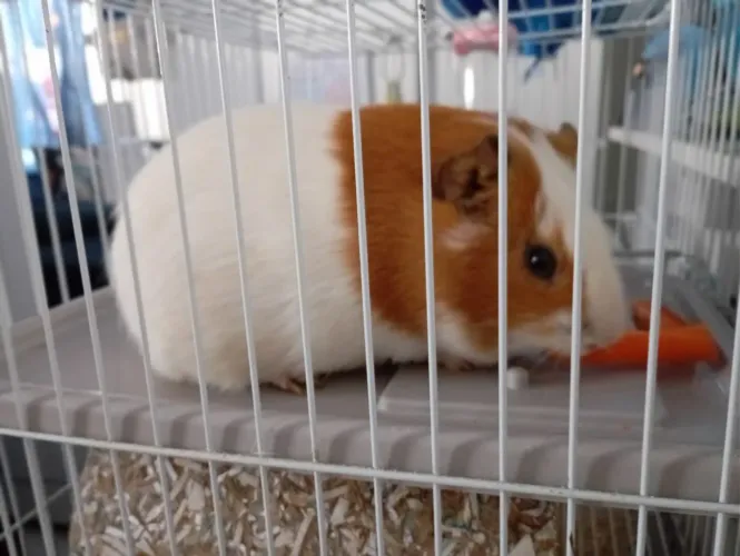 Porquinha da índia com gaiola