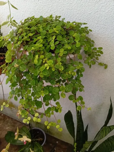 Lote de plantas