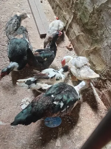Vendo patos grandes