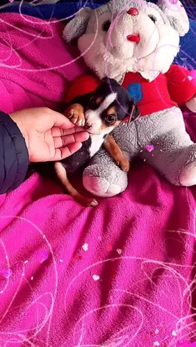 FEMINHA BEM PIQUINININHA 