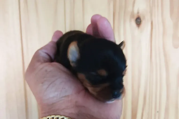 Schnauzer
