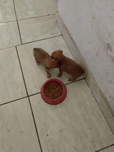 Cachorro