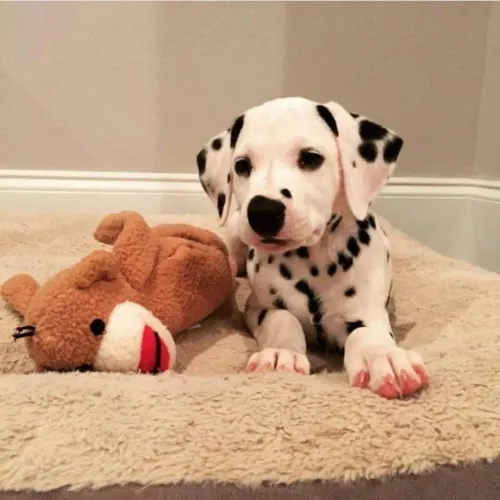 Filhotes De Dálmata - Seu Novo Cãopanheiro Está Ansioso Para Te Encher De Amor 