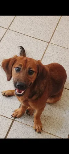 Doação de filhote.