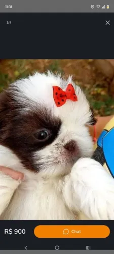 FILHOTES DE SHIH TZU 'A PARTIR DE 800'