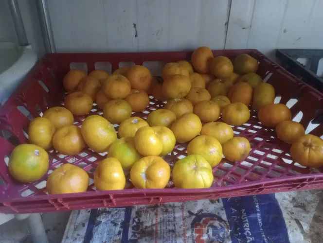 Tangerinas ponkan caixa 