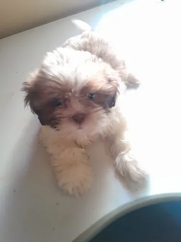 Shih-tzu disponível zn de sp