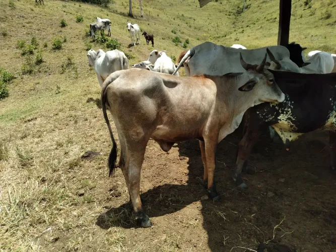 Novilha a venda
