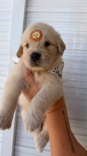 cachorro