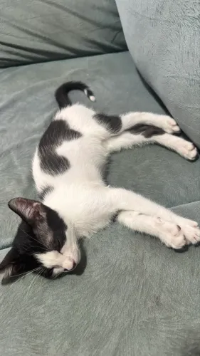 Gato frajolinha doação