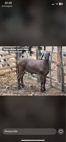 Reprodutor Santa Inês top 