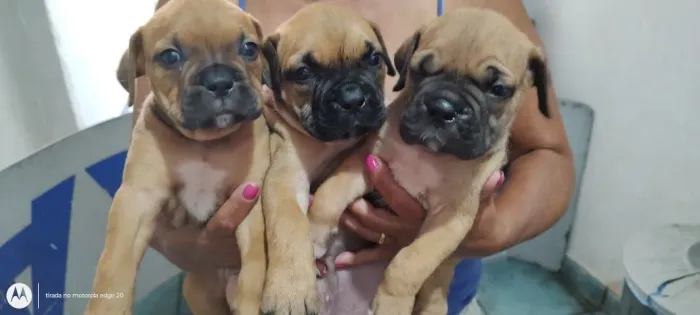 Filhotes de Boxer Lindissimos em SP -Macho.