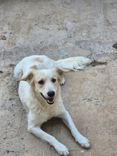 Caramelo
