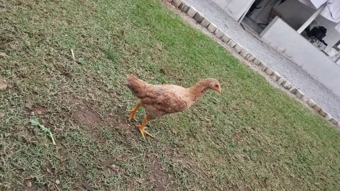 Vendo alguns pintos todos fêmeas