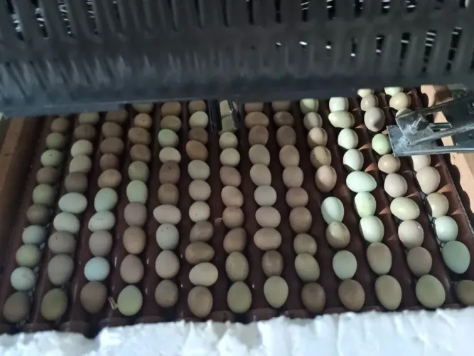 100 ovos galados de codorna chinesa