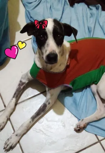 Adoção cadela castrada