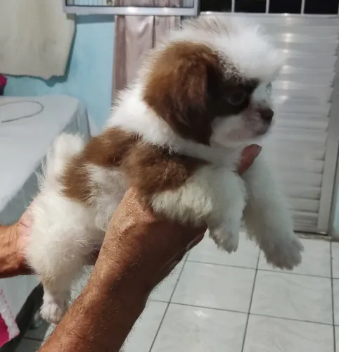 Filhote de shih tzu