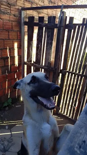 Vendo pastor alemão completou 1 ano , não tô tendo tempo de cuidar