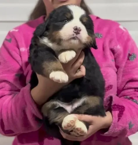 Filhotes de Bernese | Um amigo pronto para viver novas experiências.
