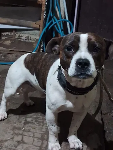 Doação cachorro de raça