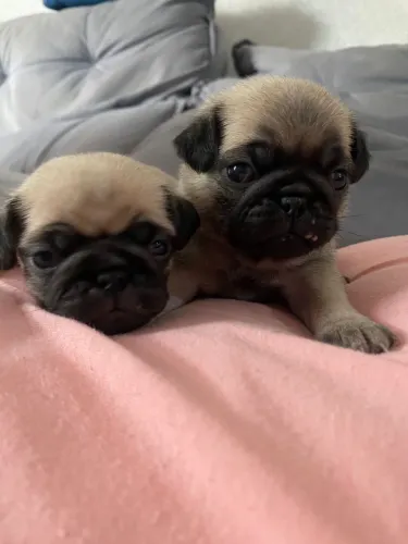 Pug filhote