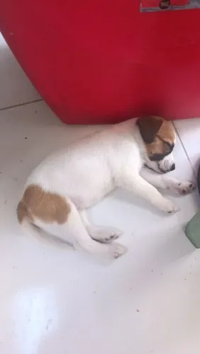 Adoção com responsabilidade 