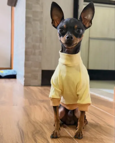 Pinscher procura namorada