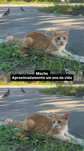 Gatinhos para adoção responsável 