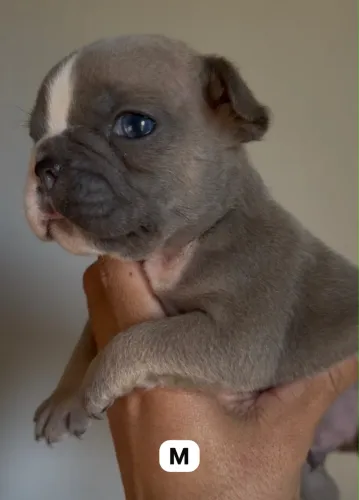 Bulldog francês macho