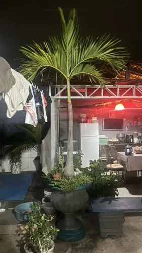 Palmeira Imperial com Jarro