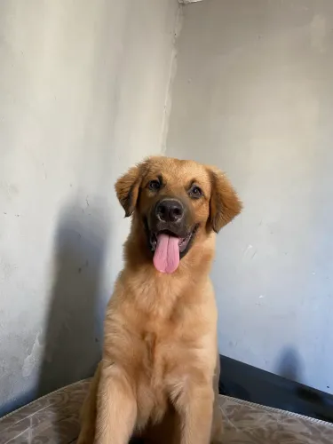 Cão 