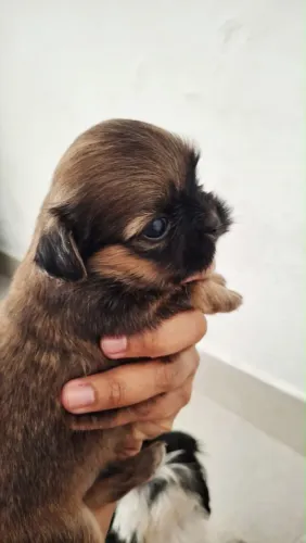 Vende-se filhotes de Shih Tzu Totalmente Puro. Valor imperdível!
