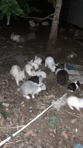 Coelhos disponível 40 reais cada 