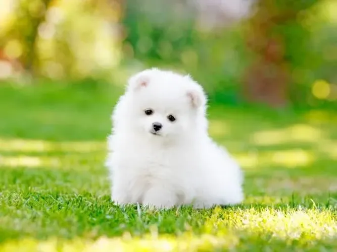 Filhote de Spitz Alemão Pequeno no Tamanho Gigante no Amor
