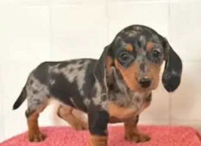 Basset Dachshund Mini Alerquim Preciosos. 