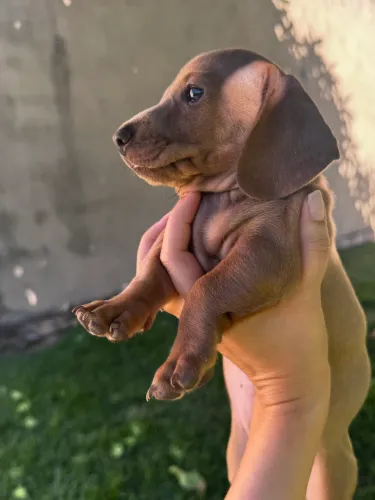 Filhotes de Dachshund (Salsicha)