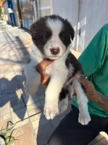 Border collie 