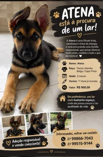 Vendo pastor alemão capa preta com belga