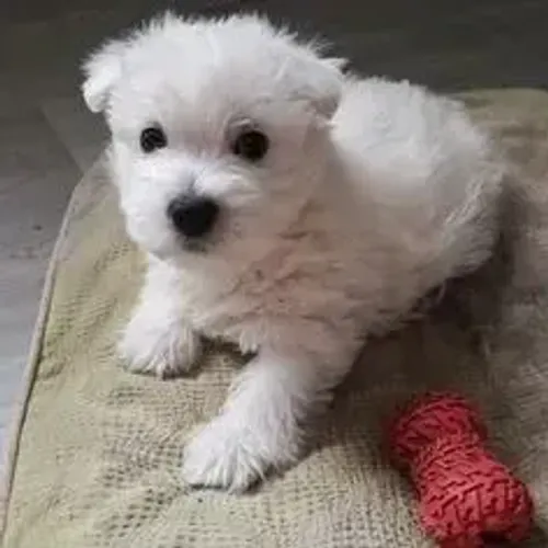 West Terrier Filhote Saudável