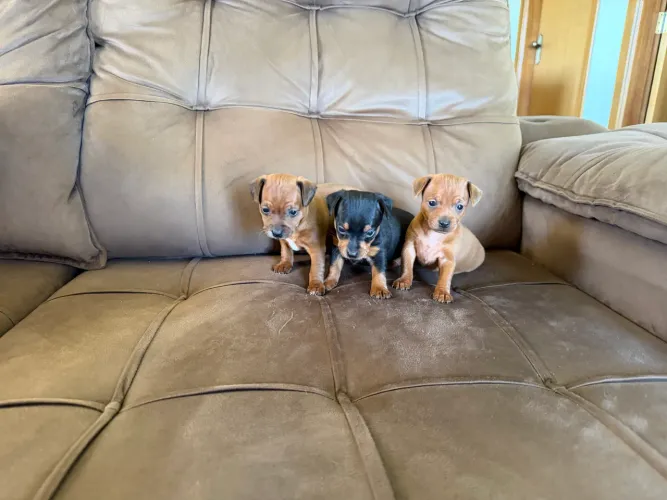 Pinscher machos e fêmea