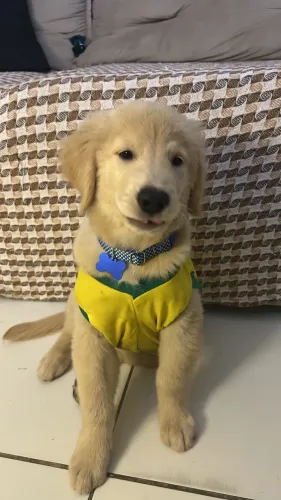 Golden Retriever - Padrão CBKC