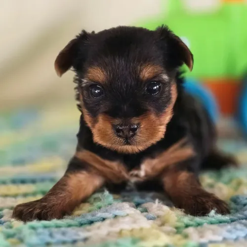 Yorkshire Terrier: Filhotes de Yorkshire, Ativos e muitos carinhoso. 