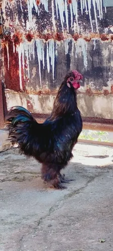Macho sedosa do Japão 