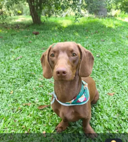 Vendo filhote de Dachshund