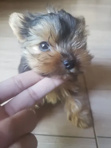 Yorkshire terrier 