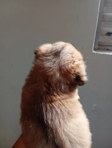 Poodle fêmea