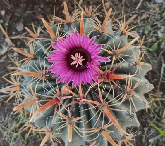 15 sementes do cacto ferocactus latispnus