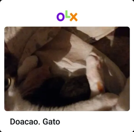 Doacao. Gatinho